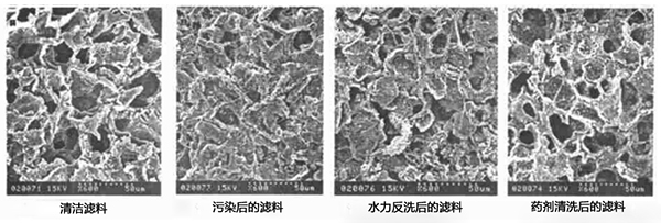 果壳滤料电镜扫描图